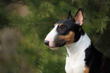Üç renkli boğa teriyeri açık havada köpek portresi