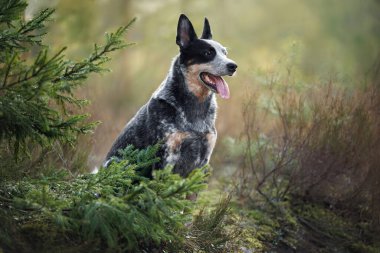 Avustralya sığır köpeği ormanda oturuyor.