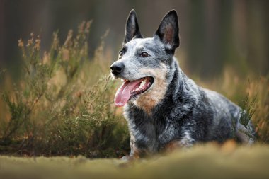 Avustralya sığır köpeği ormanda yatıyor.