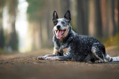 australian cattle dog lying outdoors in the forest