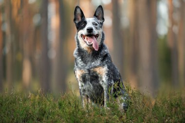 cute australian cattle dog sitting in the forest in summer