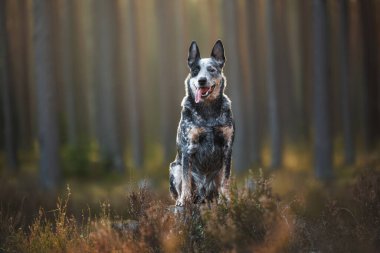 australian cattle dog posing on a tree stump in the forest