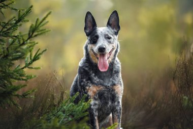 Ormanda mutlu Avustralya sığır köpek portresi