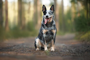 Ormanda poz veren mutlu Avustralya sığır köpeği.