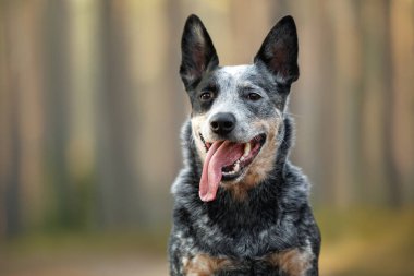 Mutlu Avustralya sığır köpek portresi ormanda.