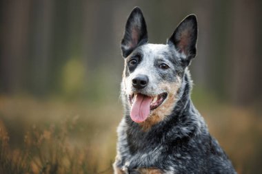 Mutlu Avustralya sığır köpek portresi