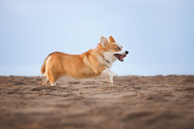 Sahilde koşan mavi gözlü komik Corgi köpeği.