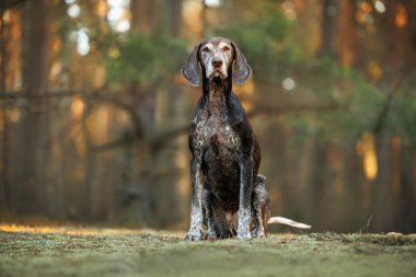 Güzel Alman kısa menzilli işaret köpeği ormanda oturuyor.