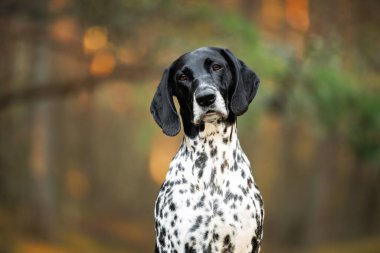 Alman kısaltması Ormanda işaretçi köpek portresi