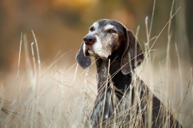 Kahverengi Alman Açık havada işaretli köpek portresi