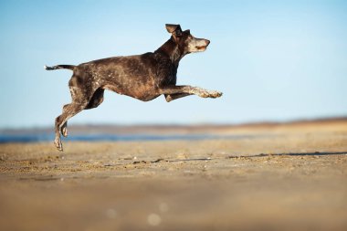 Mutlu, yaşlı, oyuncu Alman kısa boylu, kumsalda zıplayan işaret köpeği.