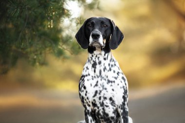Şirin siyah Alman kısaltması Ormanda işaretçi köpek portresi