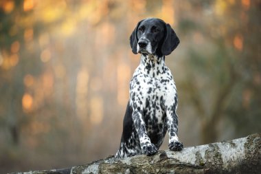 Alman kısayken, ormanda düşen bir ağaca poz veren işaret köpeği.