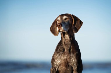 Eski Alman kısaltması Sahilde göstermelik köpek portresi
