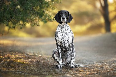 Siyah Alman kısa menzilli işaret köpeği ormanda oturuyor.