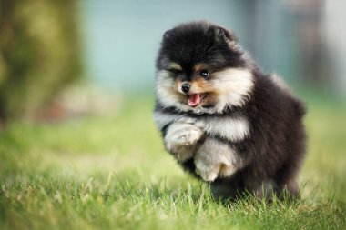 Mutlu Pomeranya köpekleri çimenlerde koşuyor