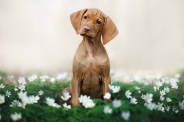 Küçük beyaz çiçeklerle dolu bir çayırda oturan sevimli Macar Vizsla köpeği.