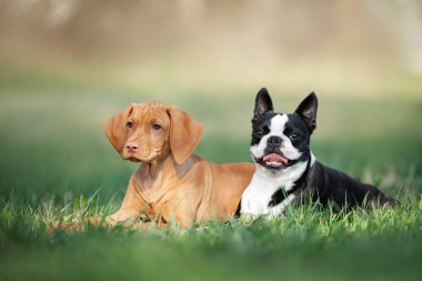 Boston Teriyer köpeği ve Vizsla köpeği çimenlerde yan yana yatıyorlar.