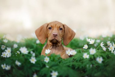Şirin Vizsla köpeği beyaz çiçeklerle bir çayırda yatıyor.