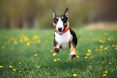 Mutlu teriyer köpeği baharda çimlerin üzerinde uçuyor.