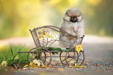 Sonbaharda kırsal bir arabada poz veren şirin Pomeranya köpekleri.