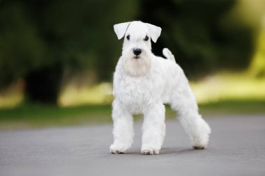 Beyaz minyatür schnauzer köpeği yazın dışarıda dikiliyor.