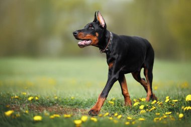 Genç doberman köpek yavrusu yazın dışarı çıkıyor.