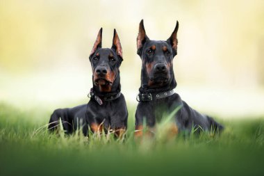 Güzel doberman köpek ve köpek yazın çimenlerde yan yana yatar.