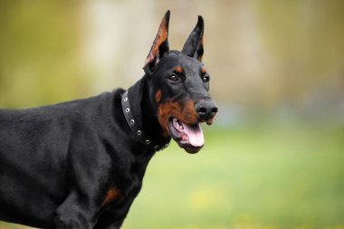 Genç doberman köpeği yazın açık havada portreyi kapatır.