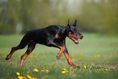 Mutlu doberman köpek yavrusu Yazın çimenlerde koşuyor