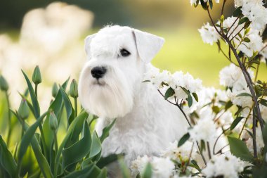 Parkta beyaz minyatür köpek portresi