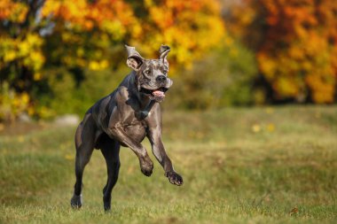 Mutlu ve genç Dan köpeği dışarıda koşuyor.
