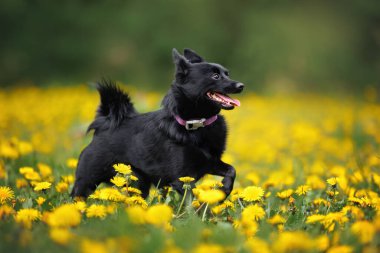 Baharda karahindiba tarlasında koşan mutlu köpek.
