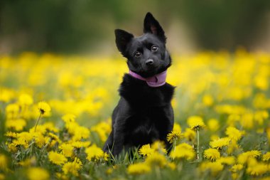 Şirin köpek baharda karahindiba tarlasında oturuyor.