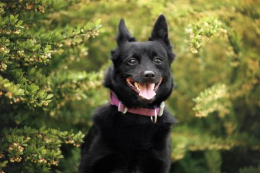 Yeşil çalılıklarda mutlu köpek portresi