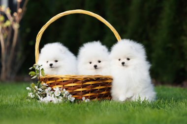 Yazın sepette poz veren üç sevimli Pomeranya tükürüğü.