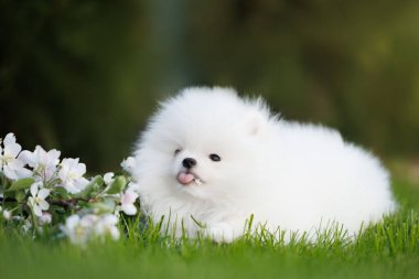 Komik Pomeranian tükürük köpeği çimlerin üzerinde dili dışarıda yatıyor. 