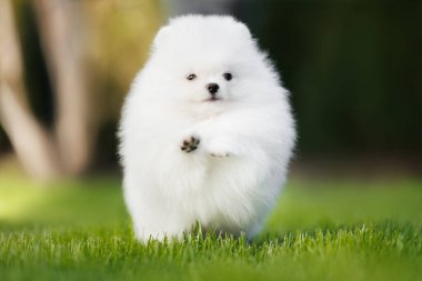 Beyaz Pomeranya köpekleri çimlerin üzerinde zıplıyorlar.