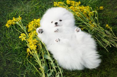Komik ve sevimli Pomeranya köpeciği sırtüstü uzanmış çimlerin üzerinde, üst manzara
