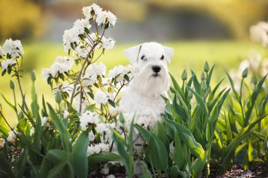 Beyaz minyatür Schnauzer köpeği beyaz çiçekli parkta poz veriyor.