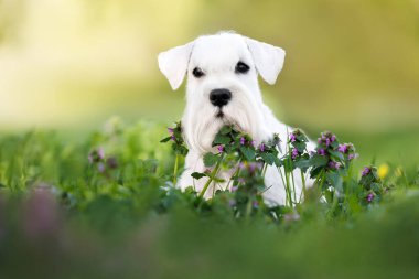 beyaz minyatür schnauzer köpeği yazın çimenlerin üzerine uzanır.