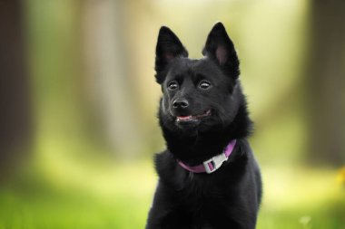 Yazın açık havada mutlu köpek portresi