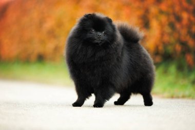 Şirin siyah Pomeranya köpekleri Sonbaharda dışarıda dikiliyor