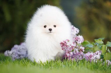 tapılası pomeranian tükürük köpek portresi ve leylak