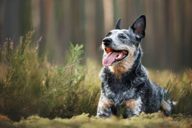 Mutlu Avustralya sığır köpeği ormanda yatıyor.