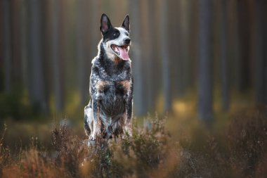 Ormandaki ağaç kütüğünde poz veren mutlu Avustralya sığır köpeği.