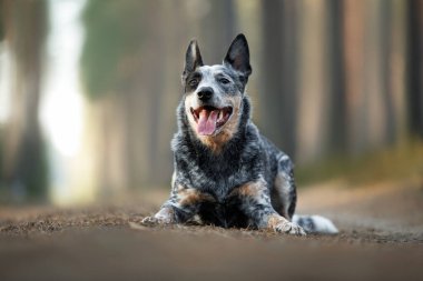 Avustralya sığır köpeği bir orman yolunda yatıyor.