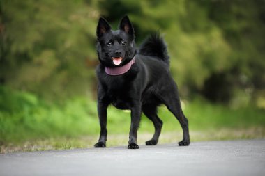 Mutlu Schipperke karışık köpek tasmalı dışarıda duruyor.