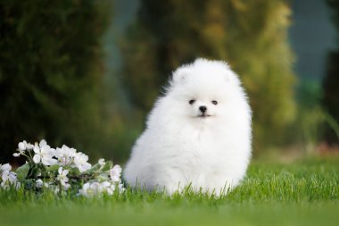 Beyaz Pomeranya köpekleri yazın çimenlerde otururlar.