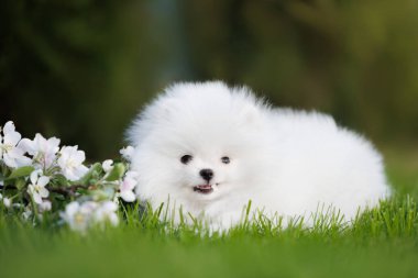 Şirin Pomeranian tükürük köpek yavrusu çiçek açan bir elma ağacıyla oynuyor.